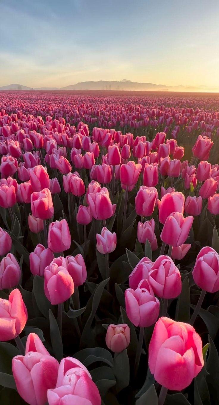 Harmony Haven Tender Tulip Ensemble